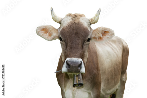 cow with horns isolated on white background PNG