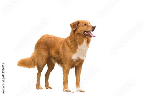 golden retriever dog isolated on white photo