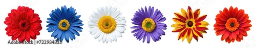 Beautiful many coloured blooming daisy or chamomile flowers set isolated on transparent background. Generative AI	