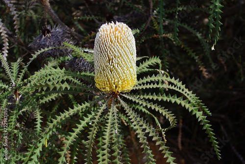Flower spike of the showy banksia (Banksia speciosa), natural habitat near Esperance, Western Australia