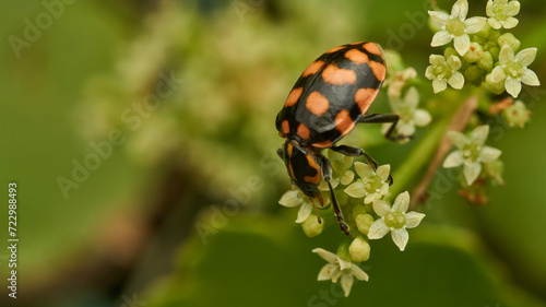 An orange ladybug perched on some white flowers