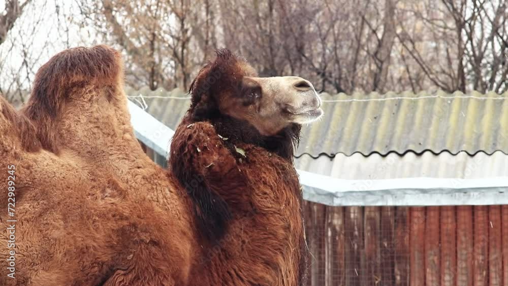 Bactrian hairy camel, closeup. A large Bactrian camel scratches its