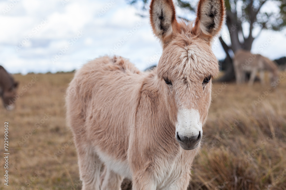 Portrait of young donkey foal looking at camera in paddock on overcast day Portrait of young donkey foal looking at camera in paddock on overcast day