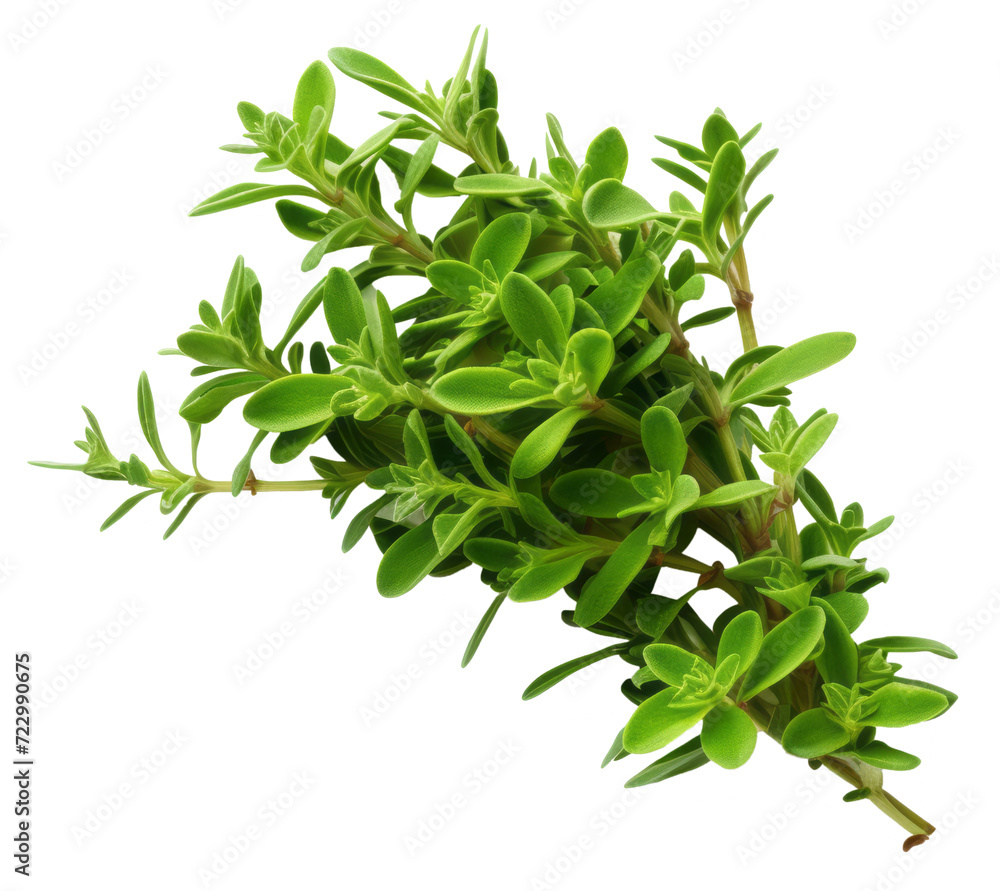 Fototapeta premium thyme isolated on white background