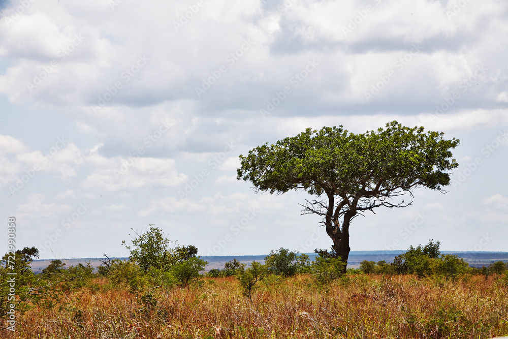 Obraz premium Landschaft in Südafrika.