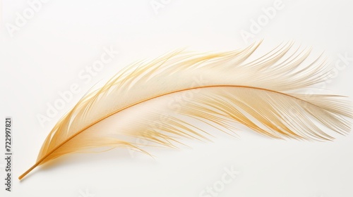 golden feather isolated against a plain white background.