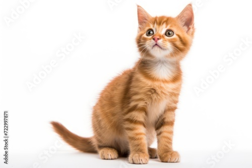 Orange ginger cat is playing, isolated on white background.