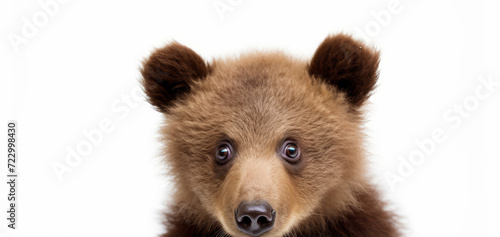 A close-up of a young brown bear face innocence and curiosity.