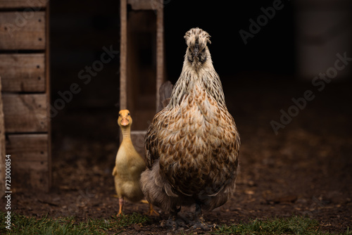 Mother hen protecting yellow baby duckling on farm photo