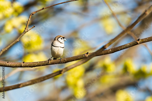 Double barred Finch on Branch with blurred blossom in the background photo