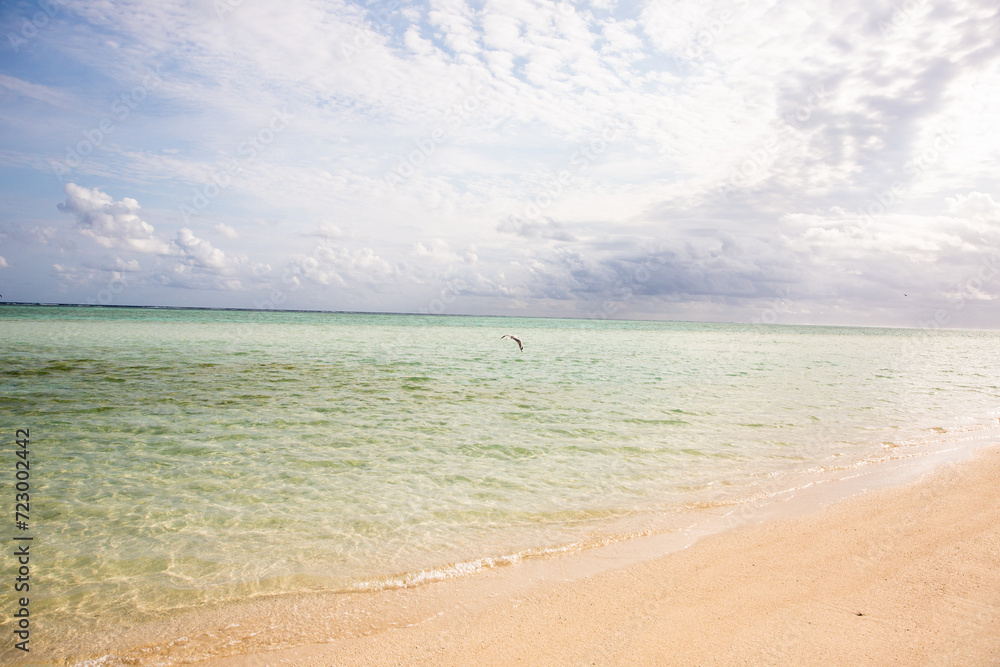 a distant bird flying close to the water's surface near the shore of Heron Island a distant bird flying close to the water's surface near the shore of Heron Island