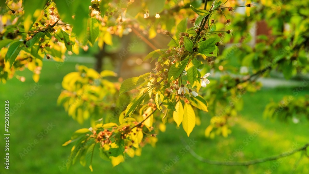 Beginning of a cherry ovary, flowers and leaves on a spring sunny day. Beginning of a cherry ovary, flowers and leaves on a spring sunny day.