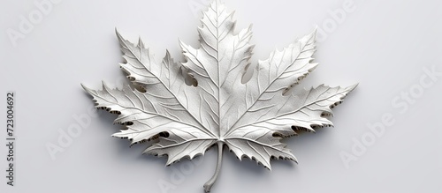 white mapple leaf white isolated