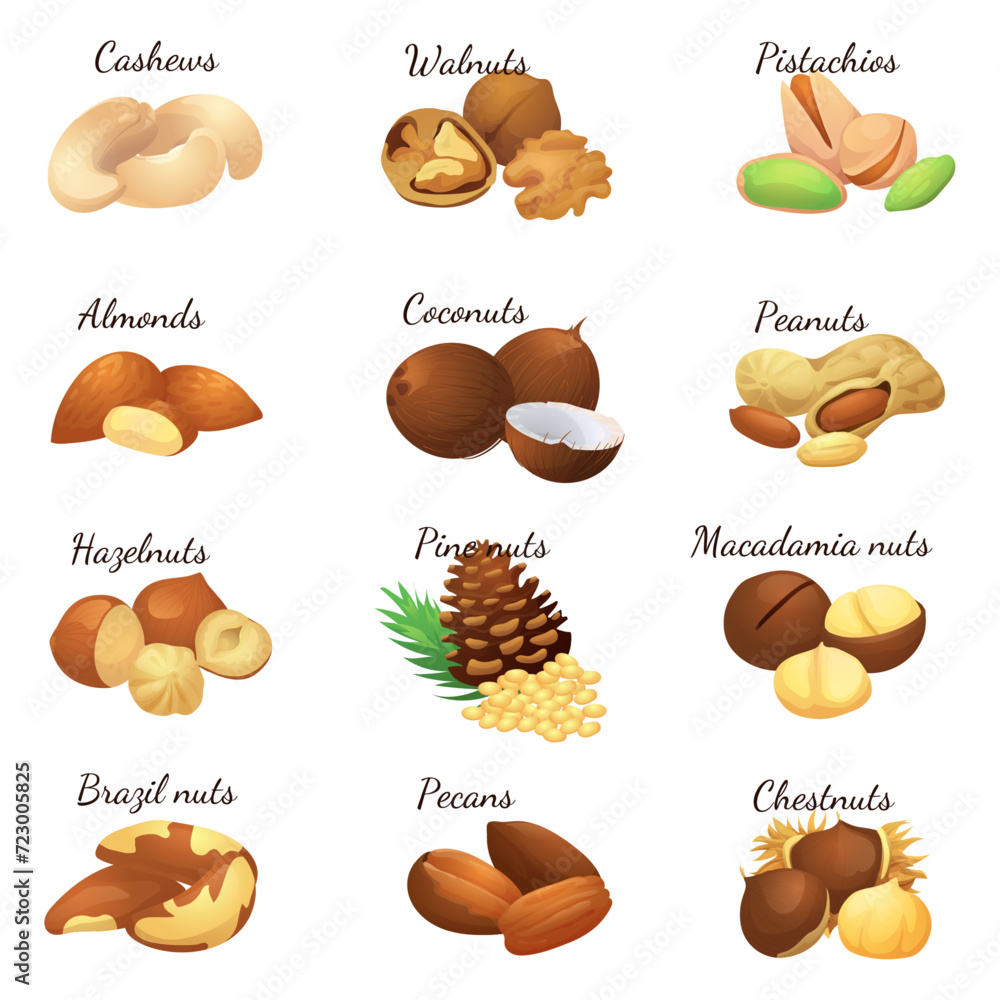 A set of flat illustrations of nuts: almonds, walnuts,cashews,pistachios,pecans,hazelnuts, brazil nuts, macadamia nuts,pine nuts, chestnuts peanuts and coconuts. A set of flat illustrations of nuts: almonds, walnuts,cashews,pistachios,pecans,hazelnuts, brazil nuts, macadamia nuts,pine nuts, chestnuts peanuts and coconuts.