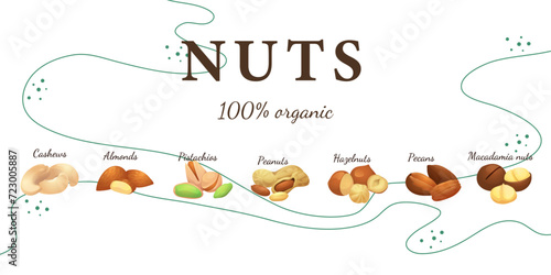A set of flat illustrations of nuts: almonds, walnuts,cashews,pistachios,pecans,hazelnuts, brazil nuts, macadamia nuts,pine nuts, chestnuts peanuts and coconuts.