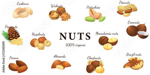 A set of flat illustrations of nuts: almonds, walnuts,cashews,pistachios,pecans,hazelnuts, brazil nuts, macadamia nuts,pine nuts, chestnuts peanuts and coconuts.
