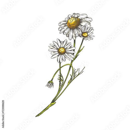 Hand drawn chamomile on stem color sketch.