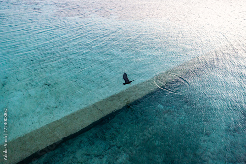 bird flying after catching a fish on the great barrier reef photo