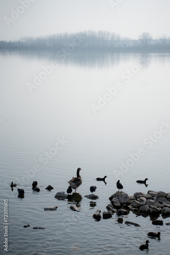 Ducks on the lake on a foggy day