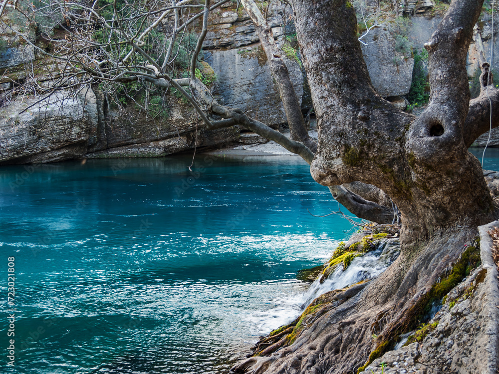 An unusual tree with a hollow grows near a mountain river. The tree's roots cling to the stones. Beautiful river landscape in the mountains, without people An unusual tree with a hollow grows near a mountain river. The tree's roots cling to the stones. Beautiful river landscape in the mountains, without people