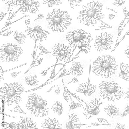 Seamless pattern with beautiful chamomile plant  vector hand drawn engraved blossom chamomile  daisy flowers with leaves