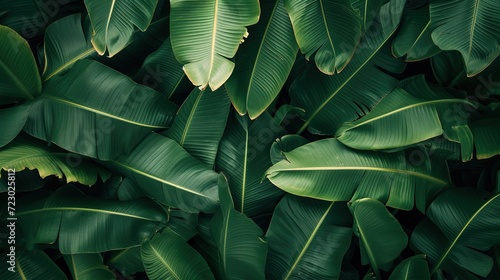Background of leaves with leaf texture. photo