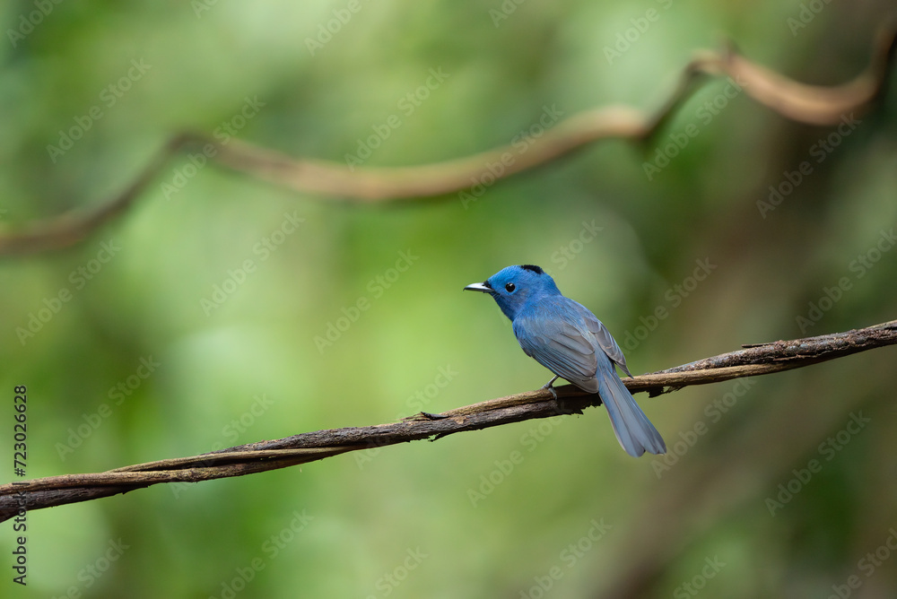 Black Crested Bulbul stand in the rain forest