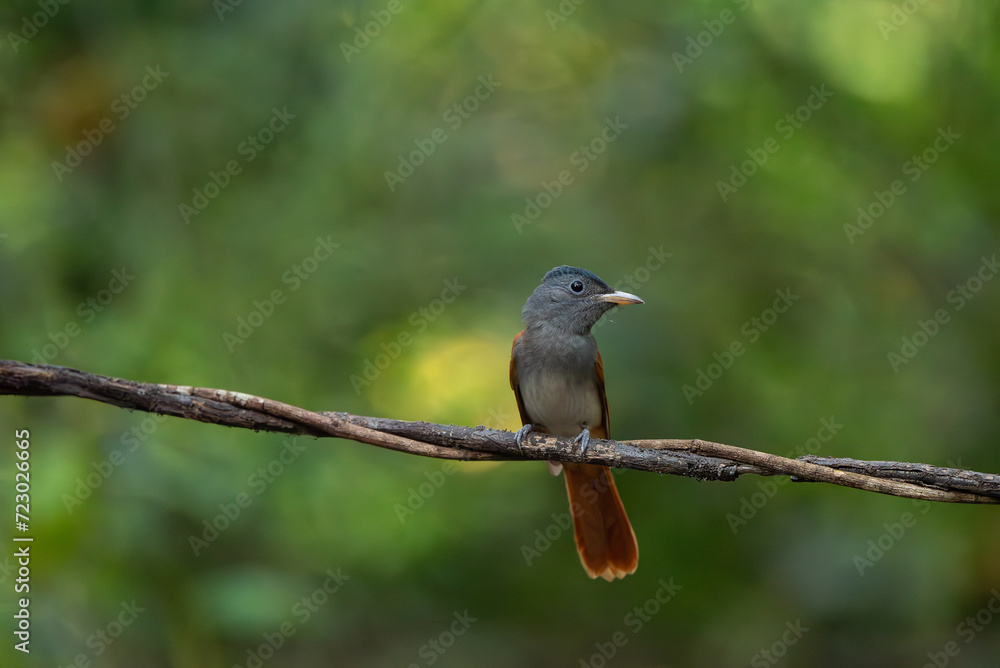 Fototapeta premium Blyth's Paradise-flycatcher standing on branch of tree,