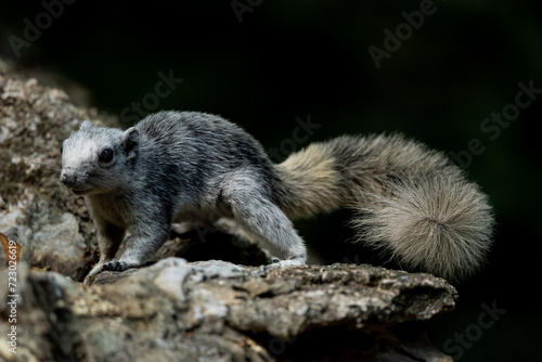 Wallpaper Mural Finlayson's squirrel in the rain forest Torontodigital.ca