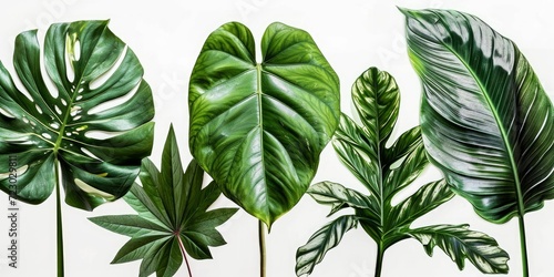 set of exotic big leaf green interior home plant for decoration and different foliage leaves and petals closeups cotout isolated on white background  Generative AI