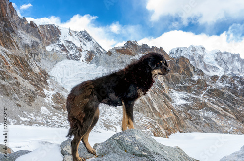 Dog against the background of Mountain scenery in Sagarmatha National Park, Nepal photo