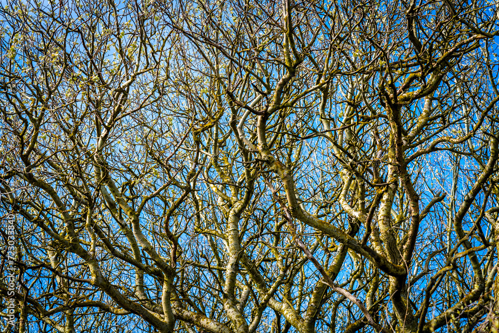 Intricate patterns emerge against the blue sky as bare winter branches weave a mesmerizing tapestry of nature's artistry and seasonal transition Intricate patterns emerge against the blue sky as bare winter branches weave a mesmerizing tapestry of nature's artistry and seasonal transition