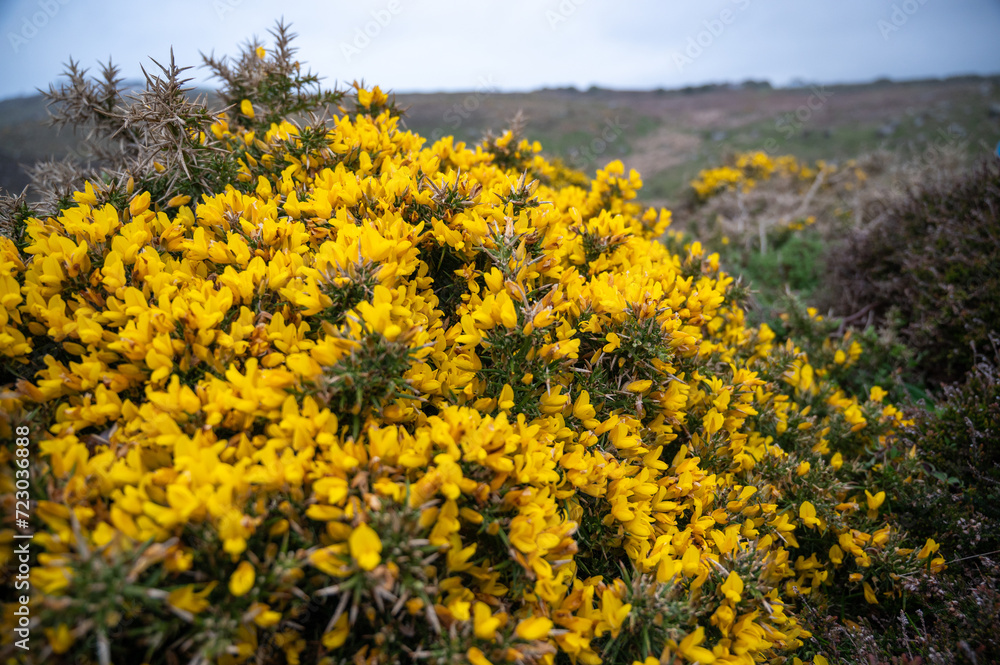 Bright yellow gorse flowers by the coast in Cornwall, United Kingdom