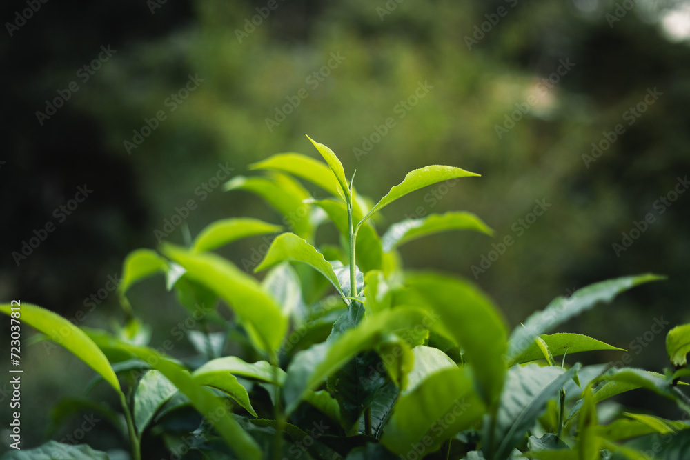 green tea leaves in the garden evening natural light green tea leaves in the garden evening natural light