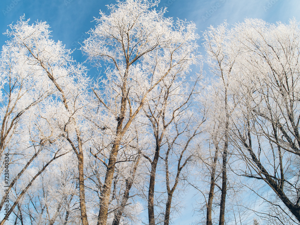 Frozen trees in frost against a blue sky background. Frozen trees in frost against a blue sky background.