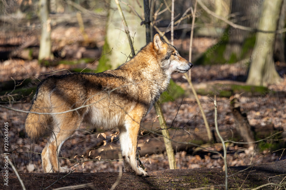 Gray wolf in forest. The wolf, Canis lupus, also known as the gray wolf or grey wolf, is a large canine native to Eurasia and North America Gray wolf in forest. The wolf, Canis lupus, also known as the gray wolf or grey wolf, is a large canine native to Eurasia and North America