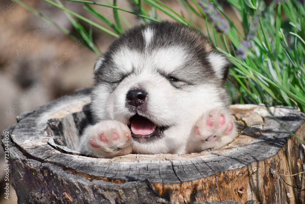 Fototapeta premium Alaskan Malamute puppy in a fabulous spring forest