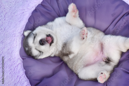 Alaskan Malamute puppy lying on his back on a purple background