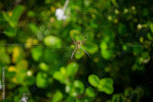 spider on the web 