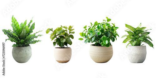 Set of Green plants in potted for interior decoration isolated on transparent png background, Houseplant for decorated in bedroom or living room, minimal natural health concept. © TANATPON