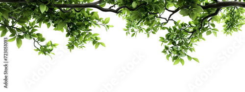Vibrant green leaves hang from the top  creating a fresh  natural atmosphere  isolated on a white background
