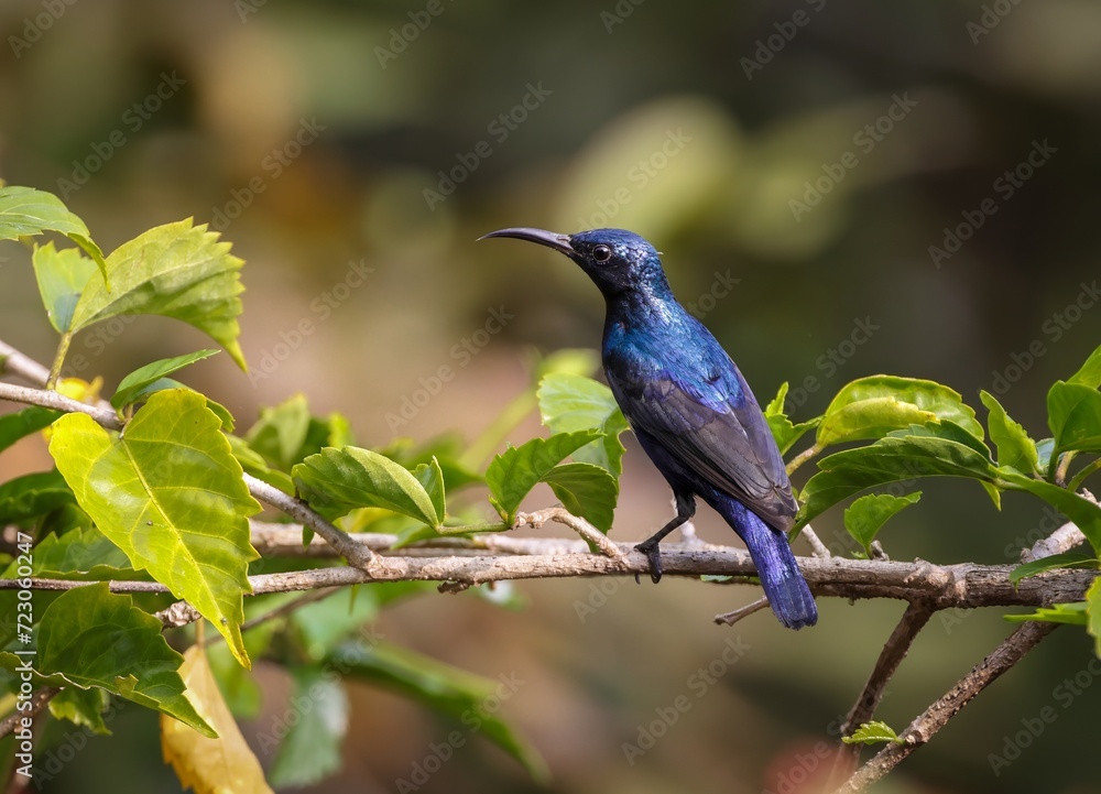 Purple sunbird male (Cinnyris asiaticus).Purple Sunbird is a small bird found in tropical and subtropical regions of Asia and has a bright purple head, neck and breast Purple sunbird male (Cinnyris asiaticus).Purple Sunbird is a small bird found in tropical and subtropical regions of Asia and has a bright purple head, neck and breast