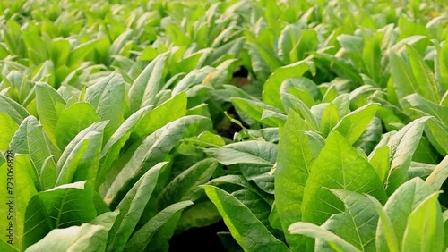 Rural tobacco plantation lush green field of tobacco leaves in the heart of the countryside, Tobacco agriculture in a country field, Tobacco leaf tree, cigarette product from tobacco.