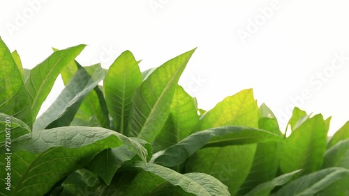 Rural tobacco plantation lush green field of tobacco leaves in the heart of the countryside, Tobacco agriculture in a country field, Tobacco leaf tree, cigarette product from tobacco.