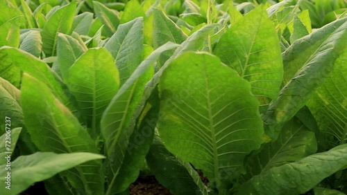 Rural tobacco plantation lush green field of tobacco leaves in the heart of the countryside, Tobacco agriculture in a country field, Tobacco leaf tree, cigarette product from tobacco.