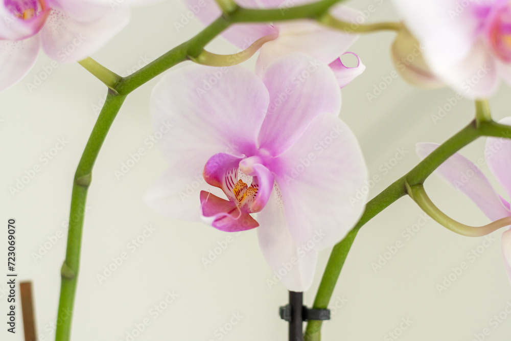 Schöne Orchideen isoliert auf hellem Hintergrund - Spa - Wellnes - obrazy, fototapety, plakaty 