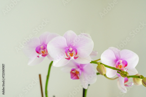 Fototapeta Naklejka Na Ścianę i Meble -  Schöne Orchideen isoliert auf hellem Hintergrund - Spa - Wellness