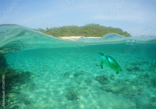 a sea turtle swimming on a reef