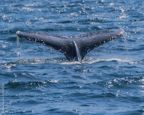 Seascape with Whale tail