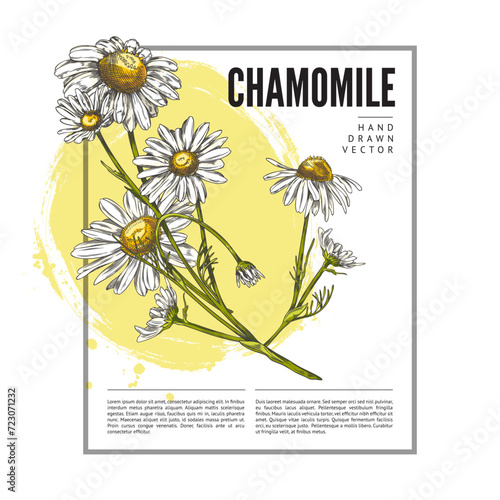 Chamomile flowers branch color sketch poster.